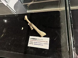 ซินเจียงโอเวเนเตอร์ (Xinjiangovenator)