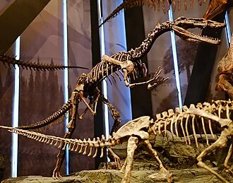 เซียงกวนหลง (Xiongguanlong)