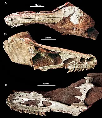 ซีเสียซอรัส (Xixiasaurus)