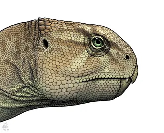 ซวนหัวเซราทอปส์ (Xuanhuaceratops)