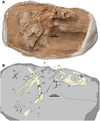 ยามาเซอราทอปส์ (Yamaceratops)