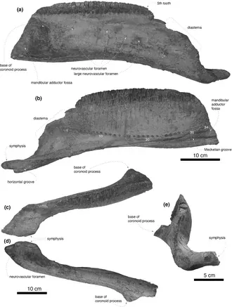 ยามาโตซอรัส (Yamatosaurus)