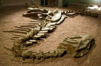 หยางชวนโนซอรัส (Yangchuanosaurus)