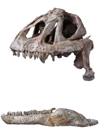 ยี่โจวซอรัส (Yizhousaurus)