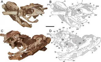 หยวนโหมวแรปเตอร์ (Yuanmouraptor)