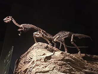 ยฺเวโอซอรัส (Yueosaurus)