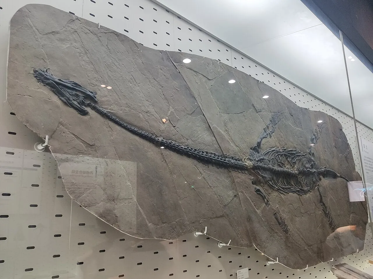 ยุนกุยซอรัส (Yunguisaurus)
