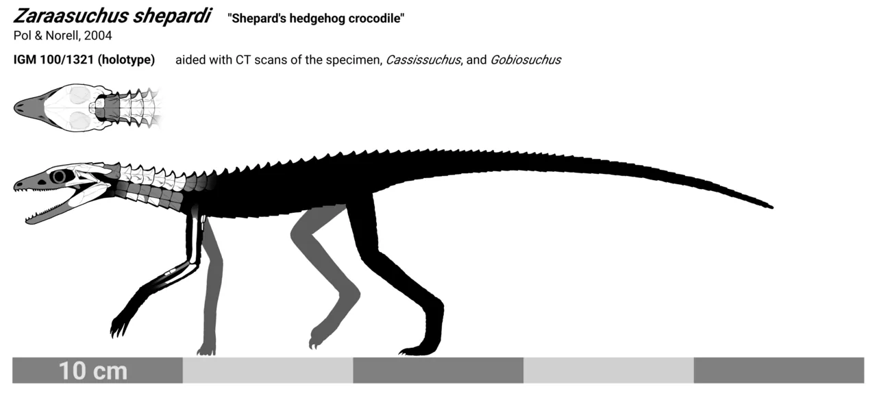 ซาราซูคัส (Zaraasuchus)
