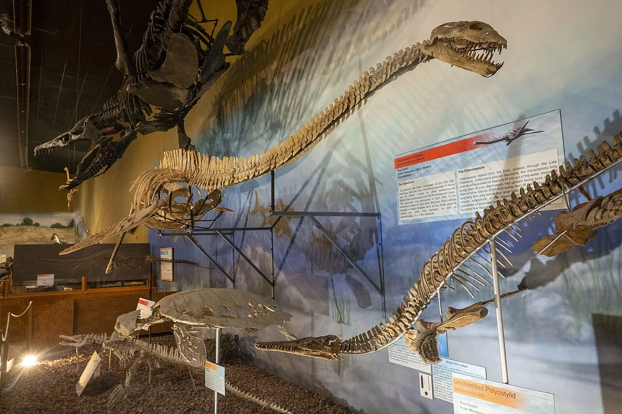 ซาราฟาซอรา (Zarafasaura)