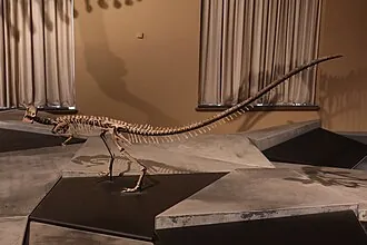 เซฟิโรซอรัส (Zephyrosaurus)