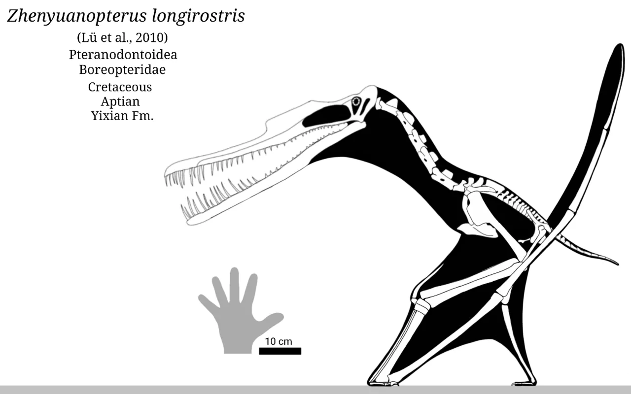 เจิ้นหยวนอพเทอรัส (Zhenyuanopterus)