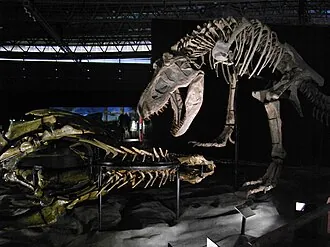 จูเฉิงไทรันนุส (Zhuchengtyrannus)