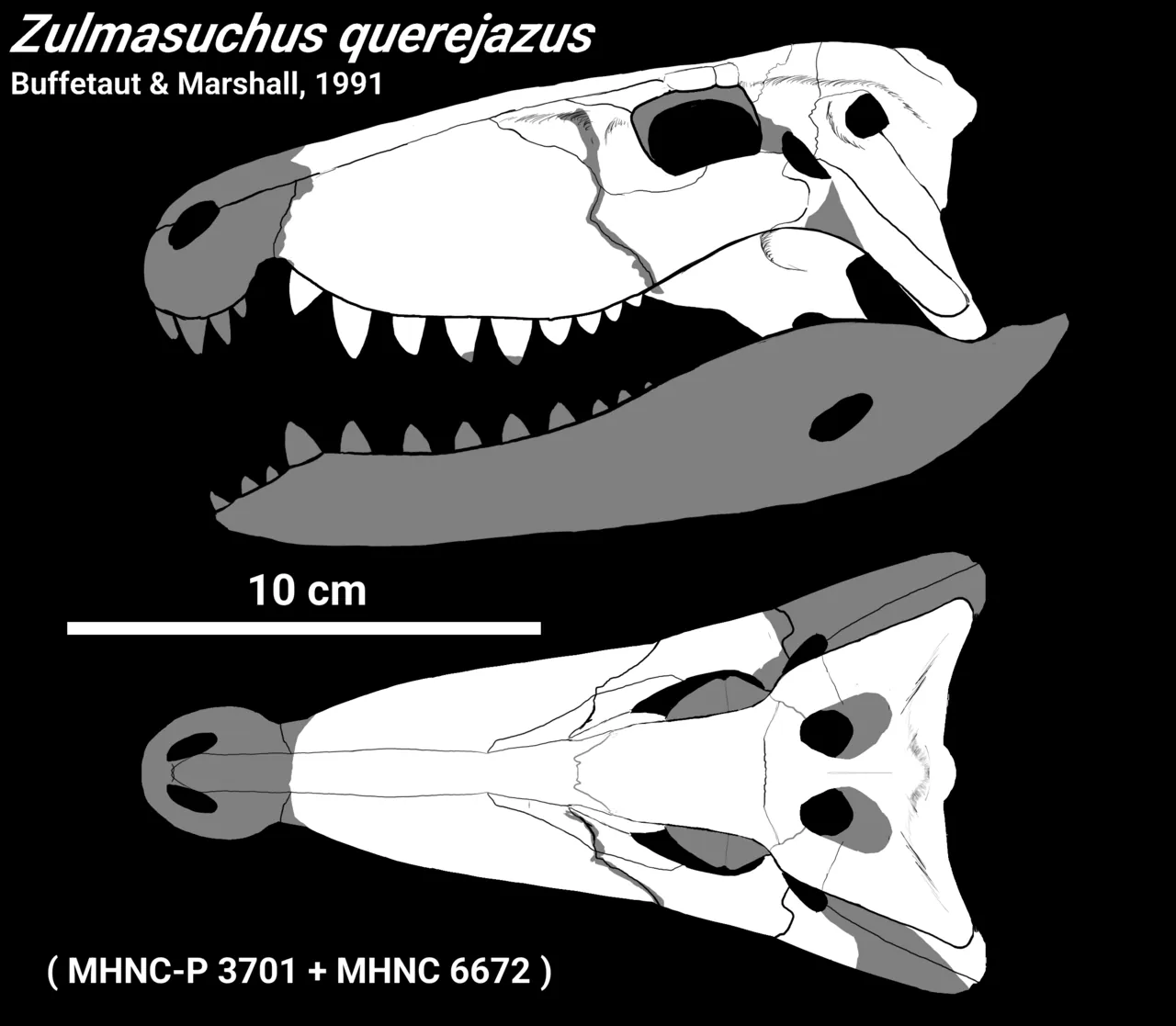 ซุลมาซูคัส (Zulmasuchus)