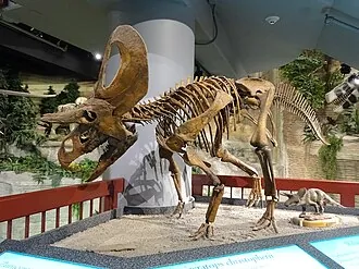 ซูนิเซราทอปส์ (Zuniceratops)